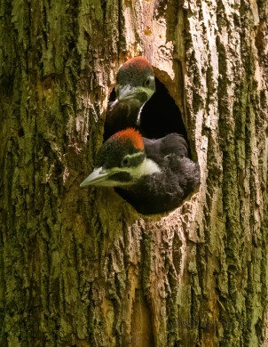 Juvenile Pileated Woodpeckers in the Nest