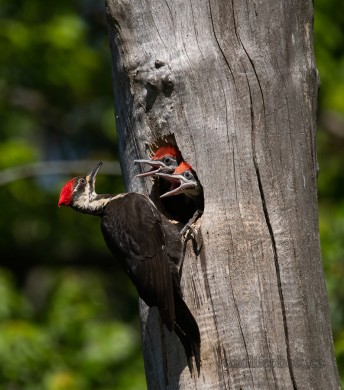 Pileated Woodpecker Nest