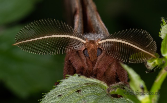 Male Polyphemus Moth