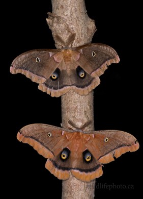 Male Polyphemus Moths