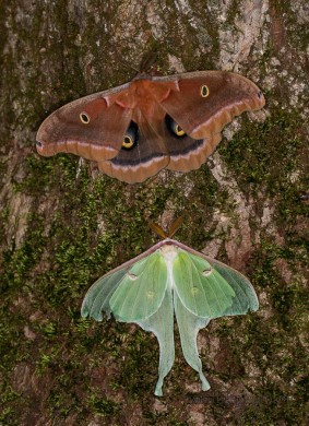 Male Polyphemus and Luna Moths