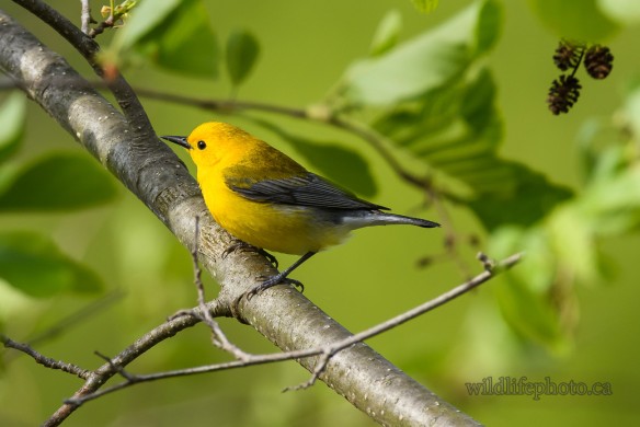 Male Prothonotary Warbler