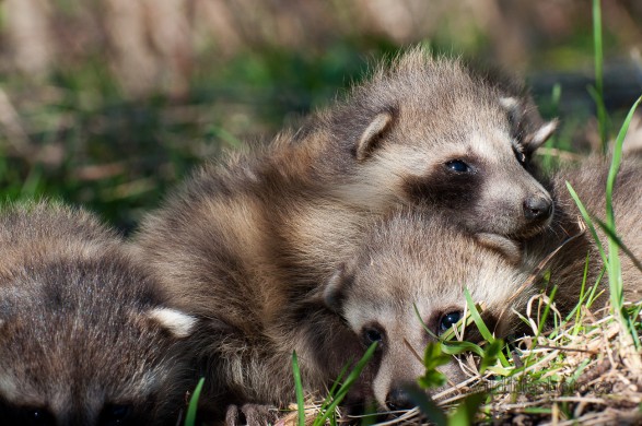 Cute Raccoon Pups Cuddling