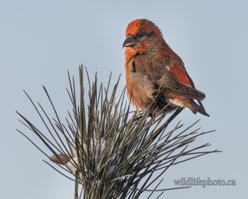 Male Red Crossbill