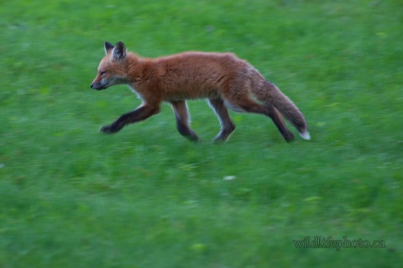 Red Fox Kit Running