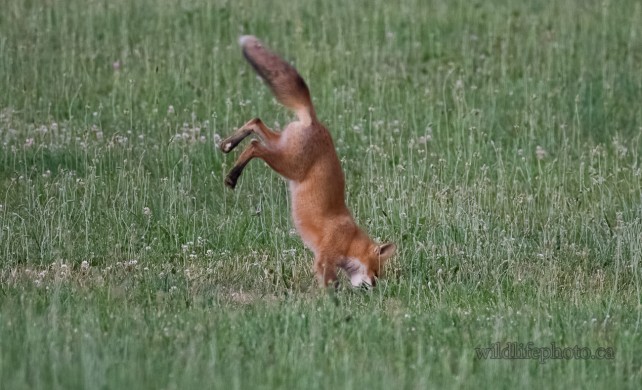 Red Fox Kit  Catching a Mouse