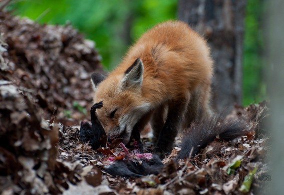 Red Fox Kit Eating a Squirrel