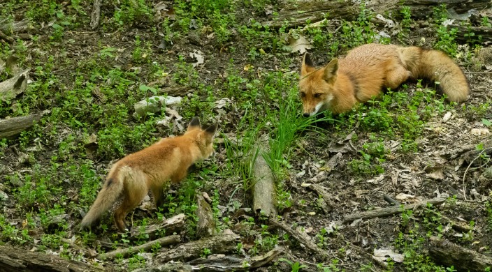 Red Fox with Kit