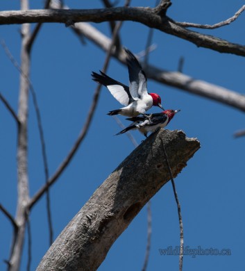 Red-headed Woodpeckers Mating
