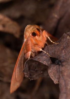 Red-lined Panopoda Moth