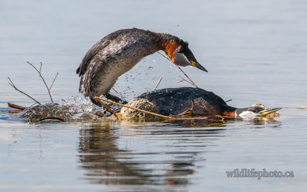 Red-necked Grebes Mating