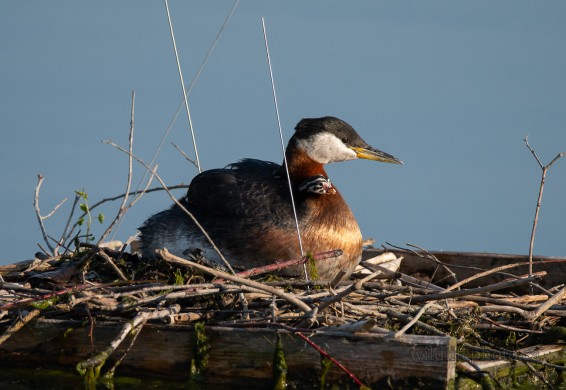 Red-necked Grebe Nest with Young