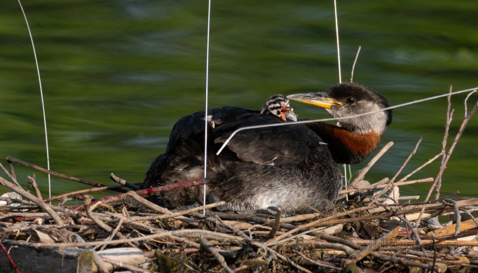 Red-necked Grebe Nest with Young