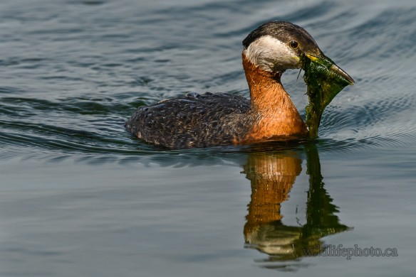 Red-necked Grebe With Nesting Material