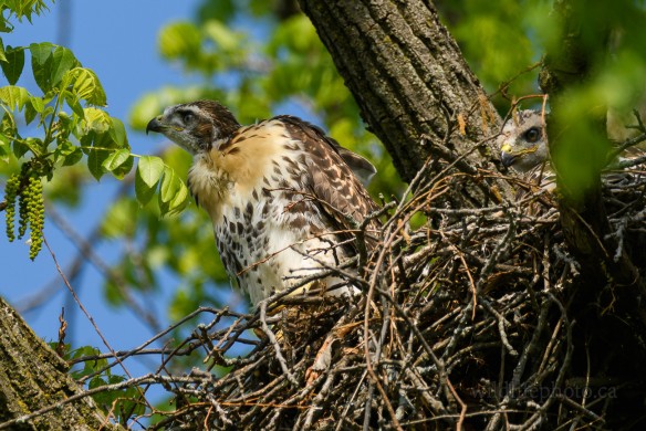 Red-tailed Hawk Nest