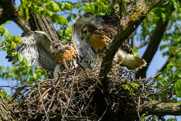 Red-tailed Hawk Nest