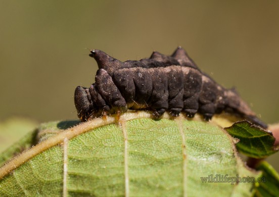 Red-washed Prominent Caterpillar