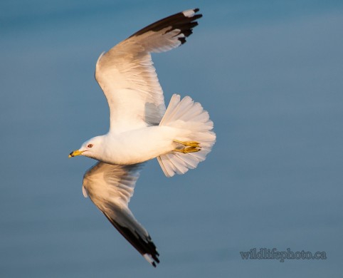 Ring-billed Gull In Flight