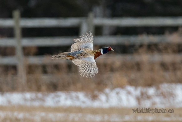 Male Ring-necked Pheasant