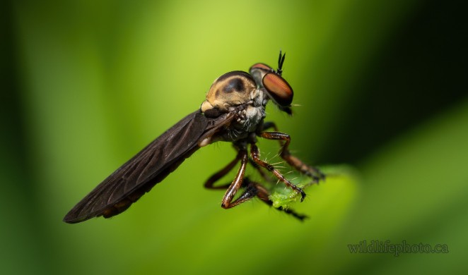 Robber Fly - Holcocephala Calva