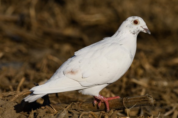 White Rock Dove