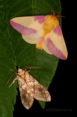 Rosy Maple and Hickory Tussock Moth