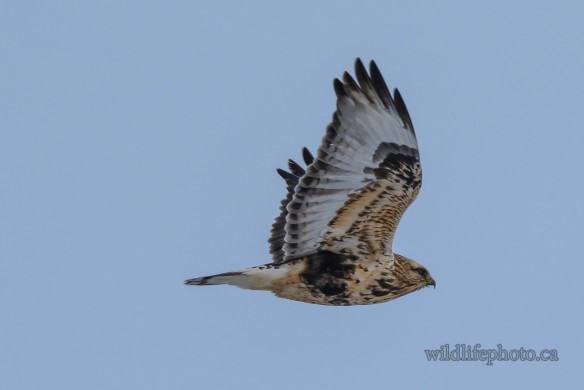 Female Rough-legged Hawk