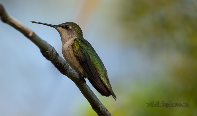 Female Ruby-throated Huimmingbird