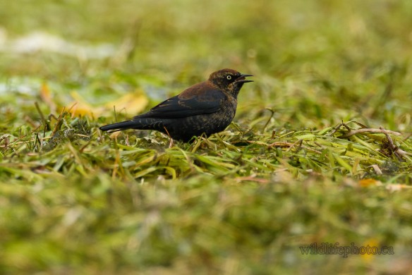 Rusty Blackbird