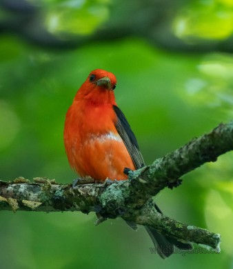 Male Scarlet Tanager