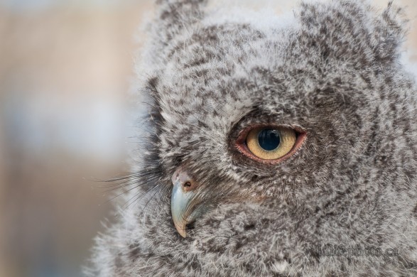 Eastern Screech Owlet Close-up