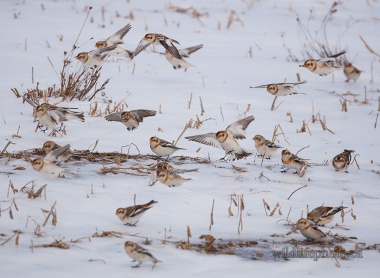 Snow Buntings and Lapland Longspur