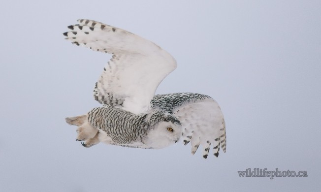 Immature Snowy Owl in Flight