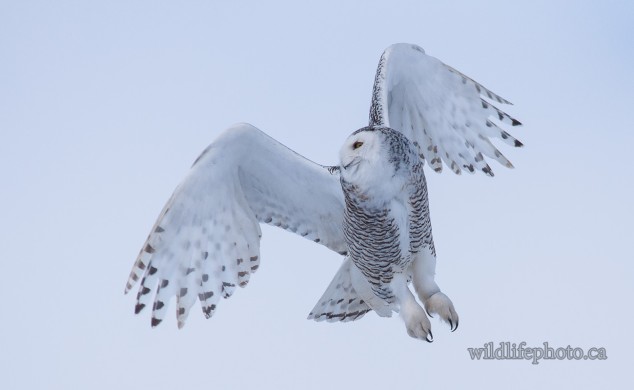 Immature Snowy Owl in Flight