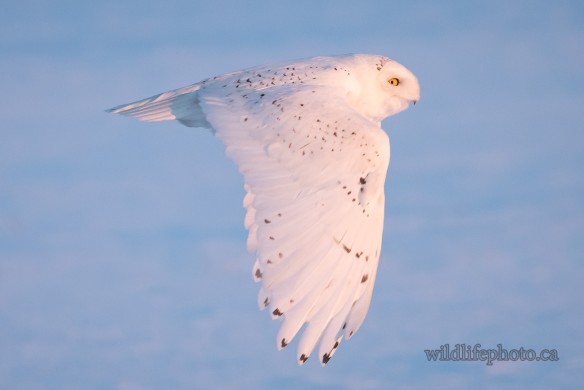 Male Snowy Owl in Flight