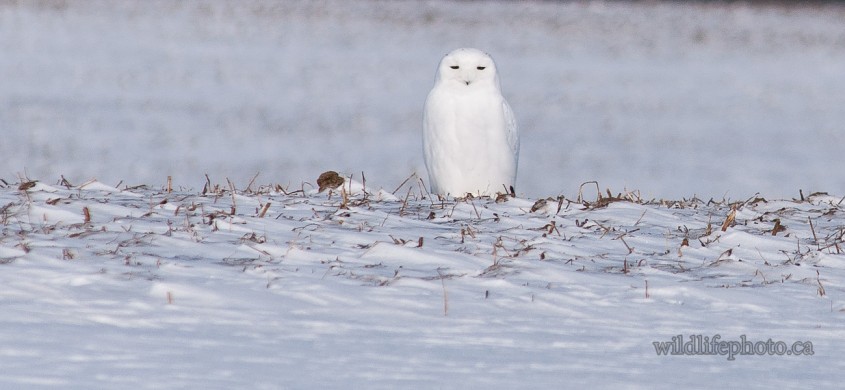 Male Snowy Owl