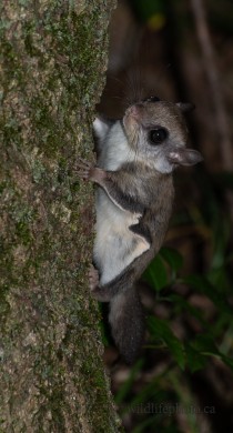 Immature Southern Flying Squirrel
