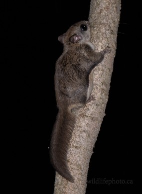Southern Flying Squirrel