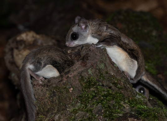 Southern Flying Squirrels