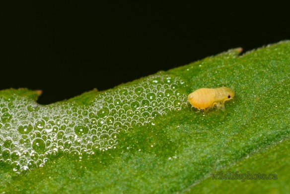 Spittle Bug Nymph