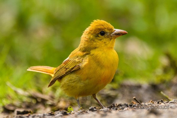 Female Summer Tanager