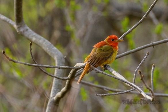Immature Male Summer Tanager