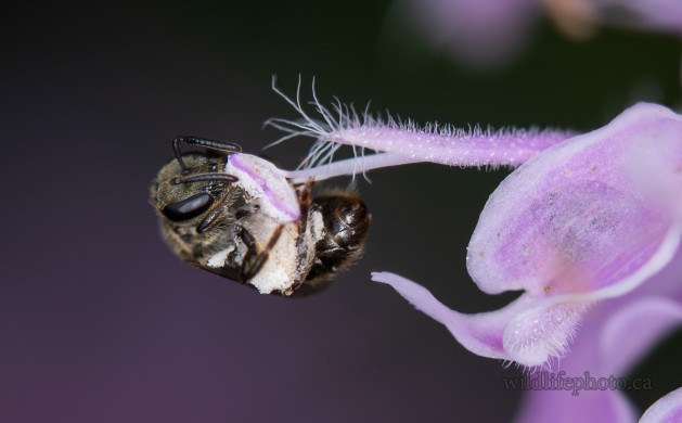 Sweat Bee - Genus Lasioglossum