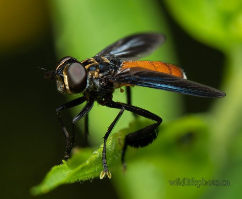 Swift Feather-legged Fly