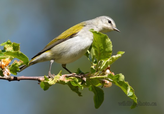 Male Tennessee Warbler