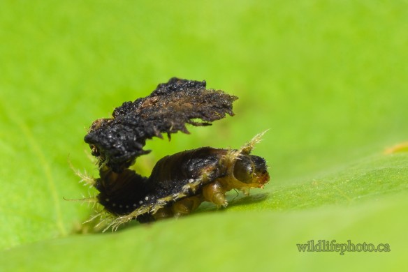 Thistle Tortoise Beetle Larva