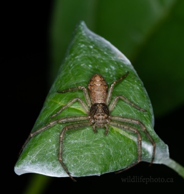 Tuberculated Crab Spider