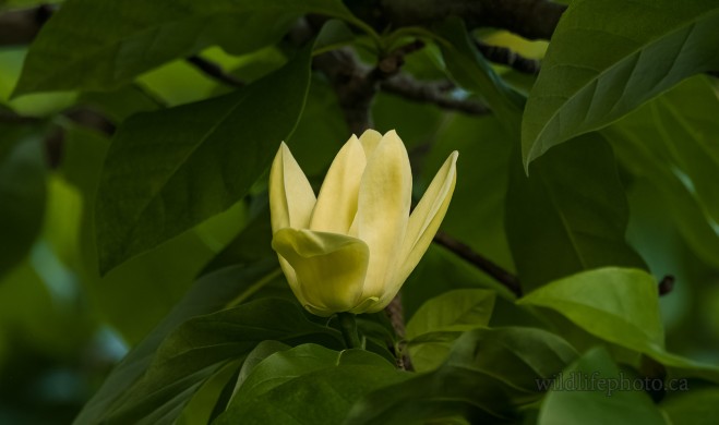 Tulip Tree Blossom