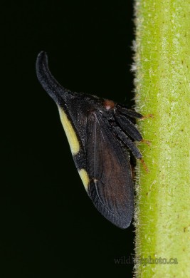 Two-marked Treehopper