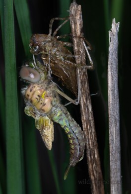 Dragonfly Emerging from Nymph Stage